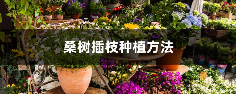 桑树插枝种植方法 桑树插枝种植方法