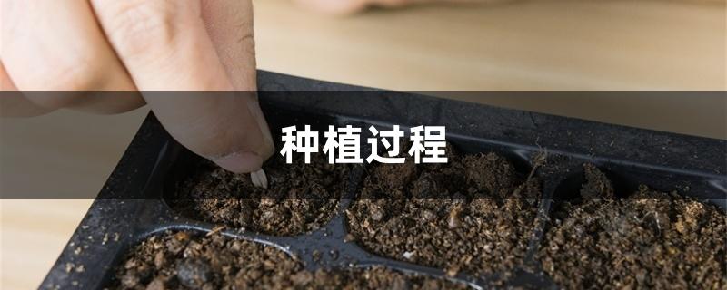 种植过程 种植过程