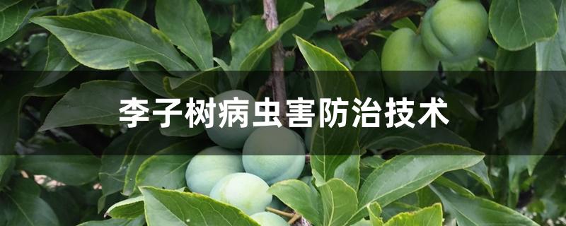 李子树病虫害防治技术 李子树病虫害防治技术