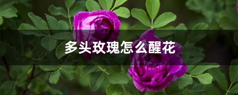 多头玫瑰怎么醒花 多头玫瑰怎么醒花