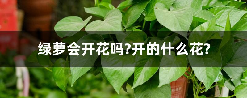绿萝会开花吗?开的什么花? 绿萝会开花吗?开的什么花?