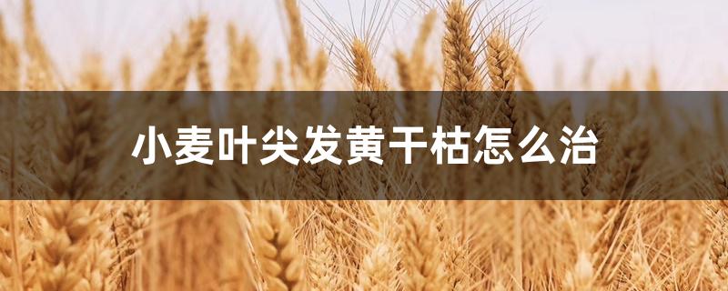 小麦叶尖发黄干枯怎么治 小麦叶尖发黄干枯怎么治