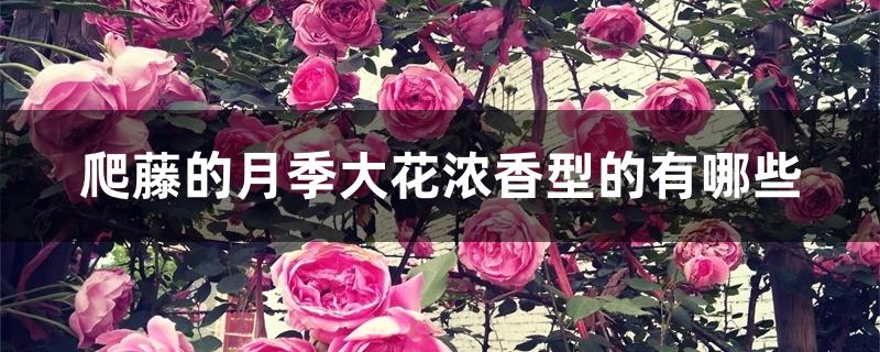 爬藤的月季大花浓香型的有哪些 爬藤的月季大花浓香型的有哪些