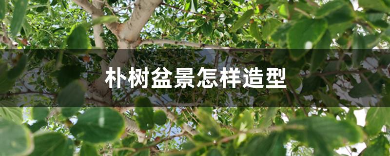 朴树盆景怎样造型 朴树盆景怎样造型