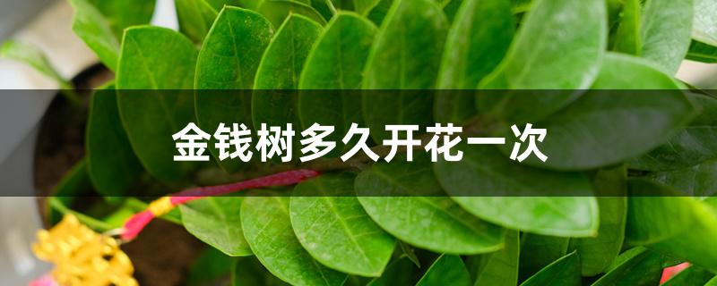 金钱树多久开花一次 金钱树多久开花一次
