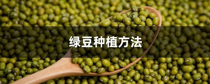 绿豆种植方法 绿豆种植方法