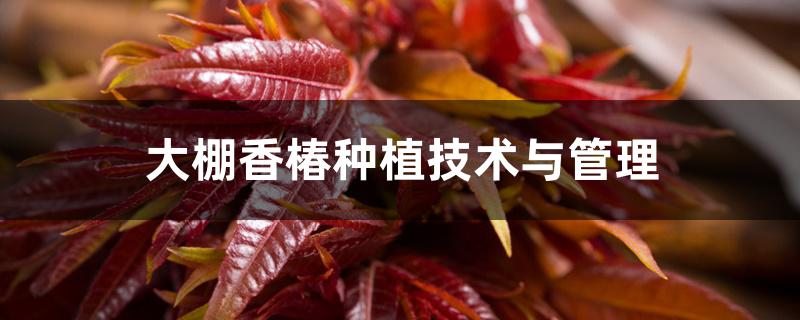 大棚香椿种植技术与管理 大棚香椿种植技术与管理