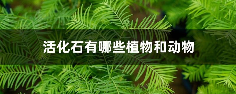 活化石有哪些植物和动物 活化石有哪些植物和动物