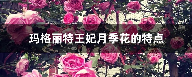 玛格丽特王妃月季花的特点 玛格丽特王妃月季花的特点