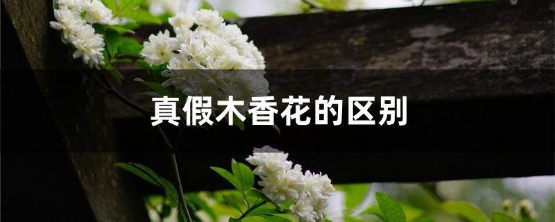 真假木香花的区别 真假木香花的区别