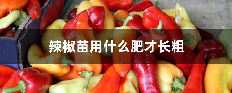 辣椒苗用什么肥才长粗 辣椒苗用什么肥才长粗