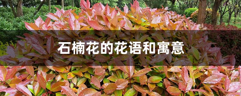 石楠花的花语和寓意 石楠花的花语和寓意