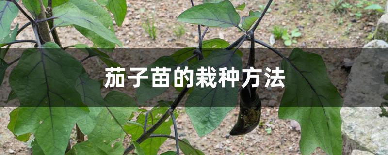 茄子苗的栽种方法