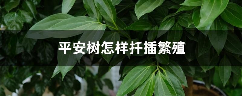 平安树怎样扦插繁殖 平安树怎样扦插繁殖