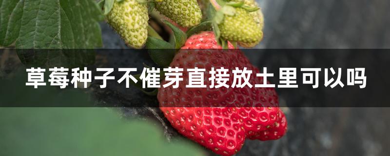 草莓种子不催芽直接放土里可以吗 草莓种子不催芽直接放土里可以吗