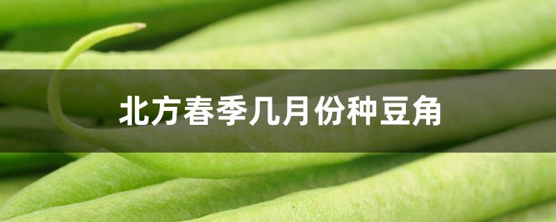 北方春季几月份种豆角 北方春季几月份种豆角