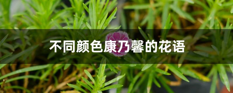 不同颜色康乃馨的花语 不同颜色康乃馨的花语
