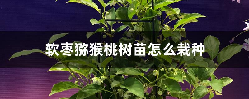 软枣猕猴桃树苗怎么栽种 软枣猕猴桃树苗怎么栽种