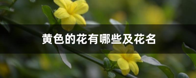 黄色的花有哪些及花名 黄色的花有哪些及花名