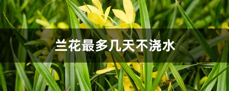 兰花最多几天不浇水 兰花最多几天不浇水