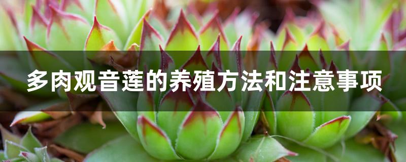多肉观音莲的养殖方法和注意事项 多肉观音莲的养殖方法和注意事项
