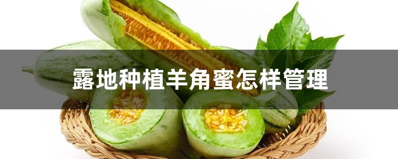 露地种植羊角蜜怎样管理 露地种植羊角蜜怎样管理