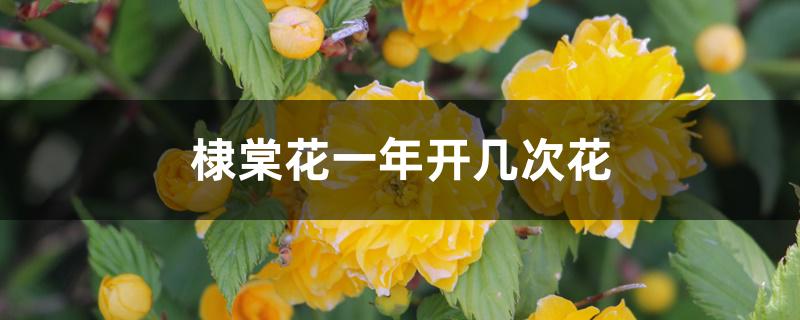棣棠花一年开几次花 棣棠花一年开几次花
