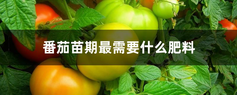 番茄苗期最需要什么肥料 番茄苗期最需要什么肥料