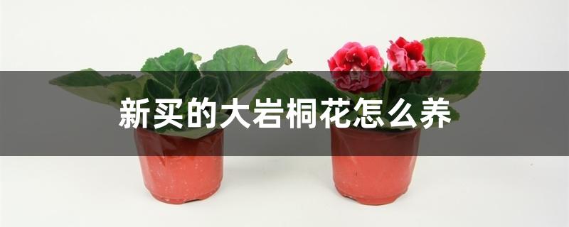 新买的大岩桐花怎么养