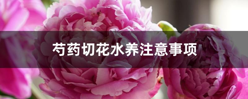 芍药切花水养注意事项 芍药切花水养注意事项