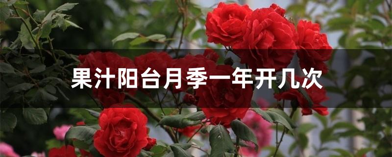 果汁阳台月季一年开几次 果汁阳台月季一年开几次