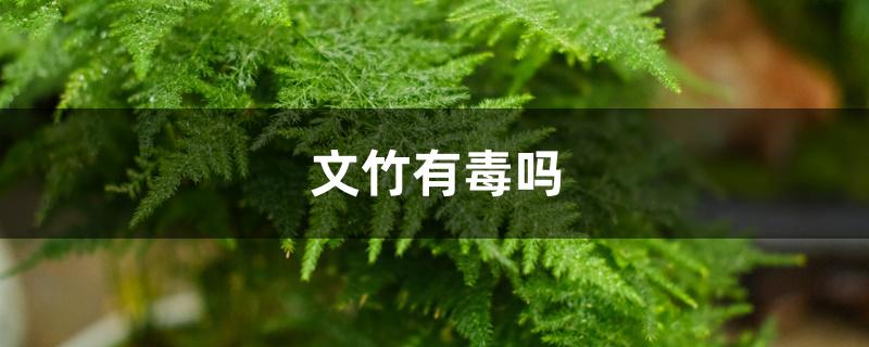 文竹有毒吗 文竹有毒吗