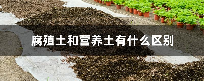 腐殖土和营养土有什么区别 腐殖土和营养土有什么区别