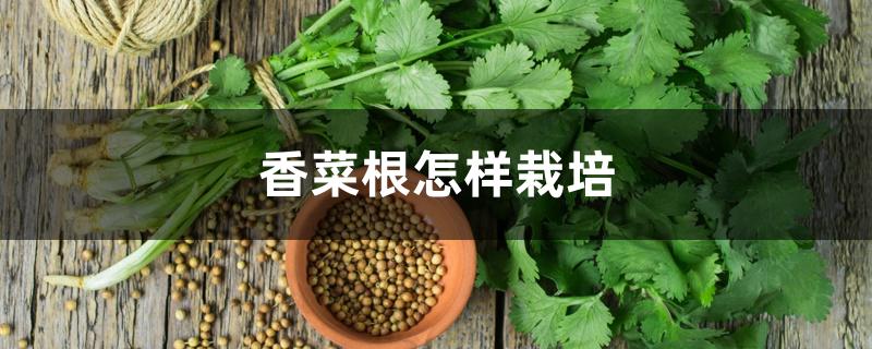 香菜根怎样栽培 香菜根怎样栽培