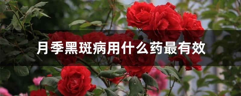月季黑斑病用什么药最有效 月季黑斑病用什么药最有效