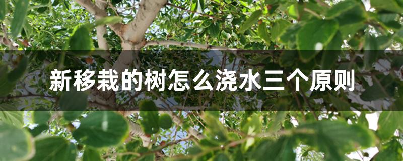 新移栽的树怎么浇水三个原则 新移栽的树怎么浇水三个原则