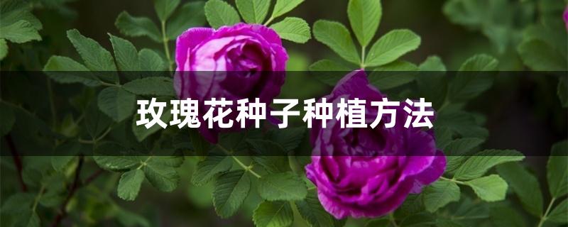 玫瑰花种子种植方法 玫瑰花种子种植方法