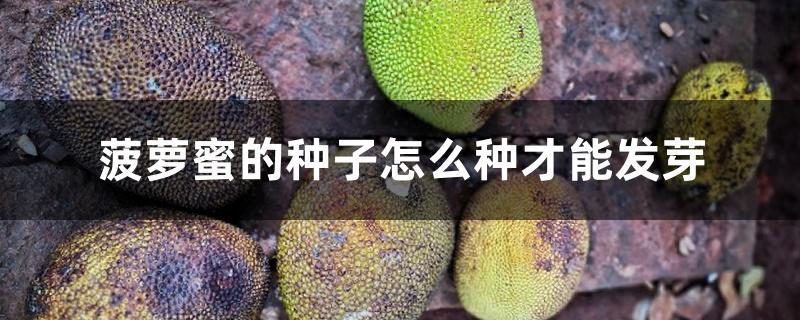 菠萝蜜的种子怎么种才能发芽
