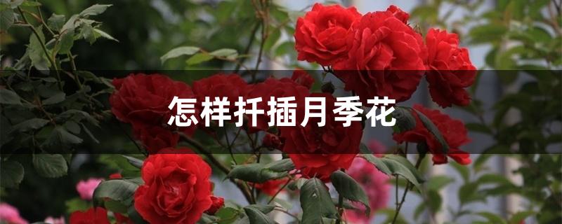 怎样扦插月季花 怎样扦插月季花