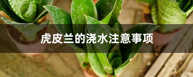 虎皮兰的浇水注意事项 虎皮兰的浇水注意事项