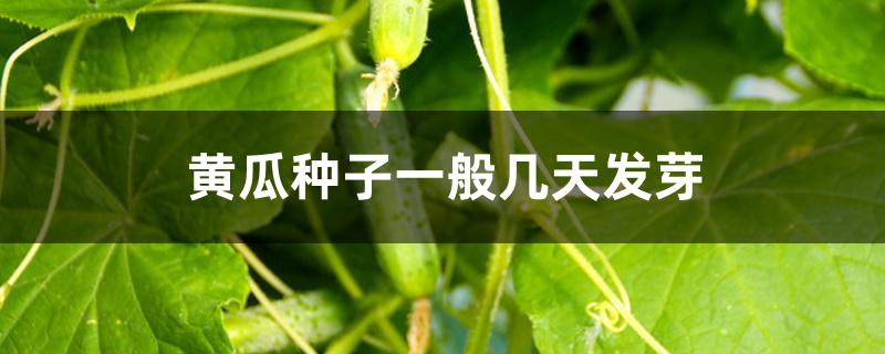 黄瓜种子一般几天发芽 黄瓜种子一般几天发芽