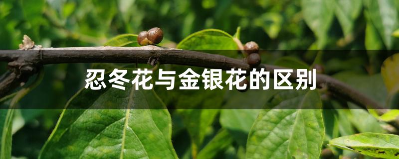忍冬花与金银花的区别 忍冬花与金银花的区别
