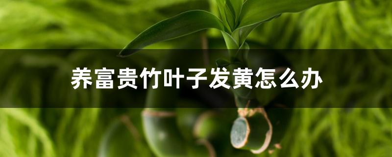 养富贵竹叶子发黄怎么办 养富贵竹叶子发黄怎么办