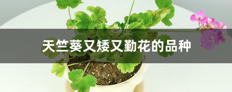 天竺葵又矮又勤花的品种 天竺葵又矮又勤花的品种