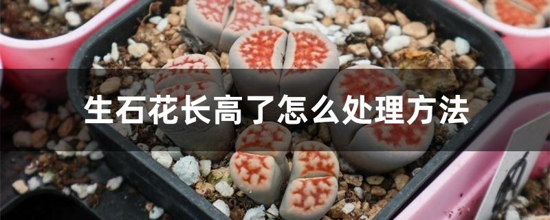 生石花长高了怎么处理方法