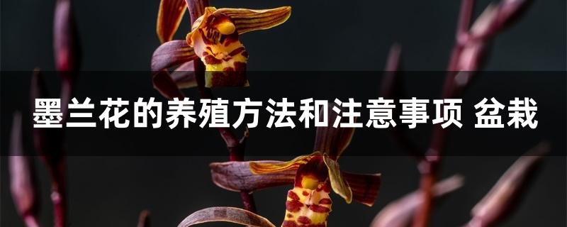 墨兰花的盆栽养殖方法 墨兰花的盆栽养殖方法