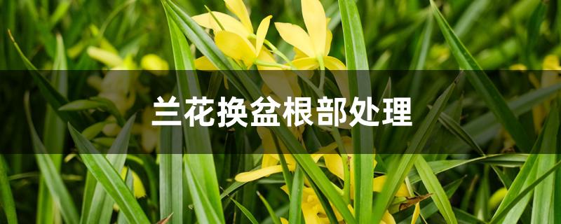 兰花换盆根部处理 兰花换盆根部处理