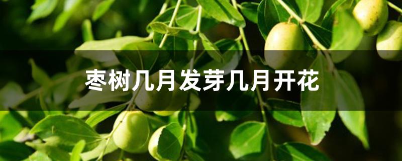 枣树几月发芽几月开花 枣树几月发芽几月开花