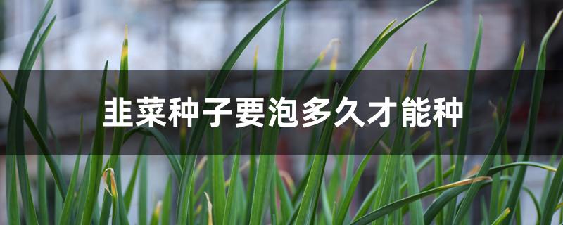 韭菜种子要泡多久才能种 韭菜种子要泡多久才能种