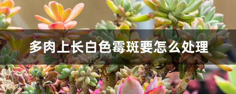 多肉上长白色霉斑要怎么处理 多肉上长白色霉斑要怎么处理